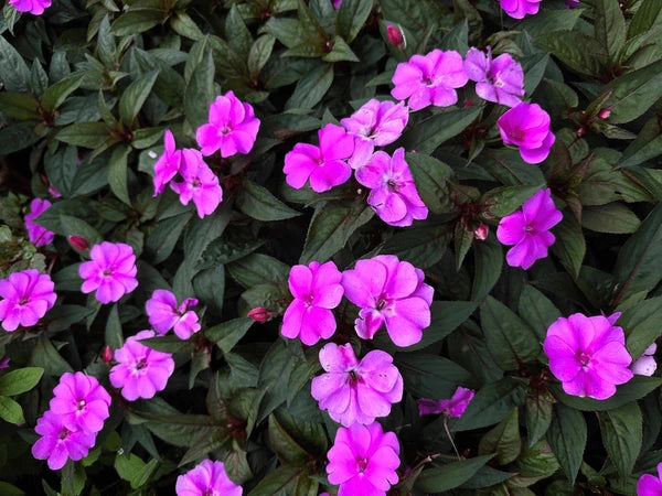 Violet Balsamine Flower seeds for Planting - Hardy Variety, Heirloom & GMO Free Seeds for Home Garden