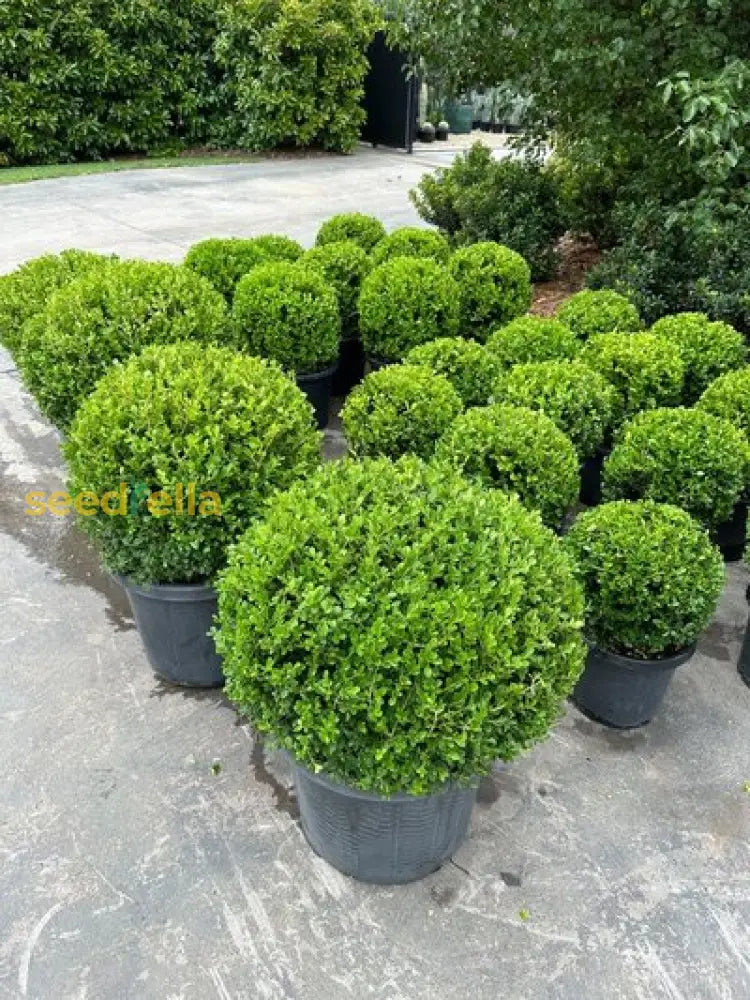 Topiary Tree Seeds For Artistic Garden Planting Grow Beautifully Shaped Shrubs And Trees