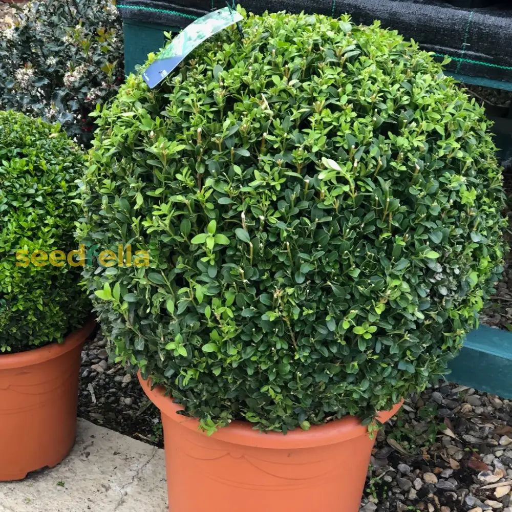 Topiary Tree Seeds For Artistic Garden Planting Grow Beautifully Shaped Shrubs And Trees