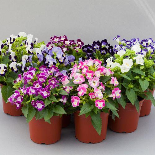 Mixed Torenia Flower seeds blooming in flower beds, containers, borders, and pollinator-friendly gardens