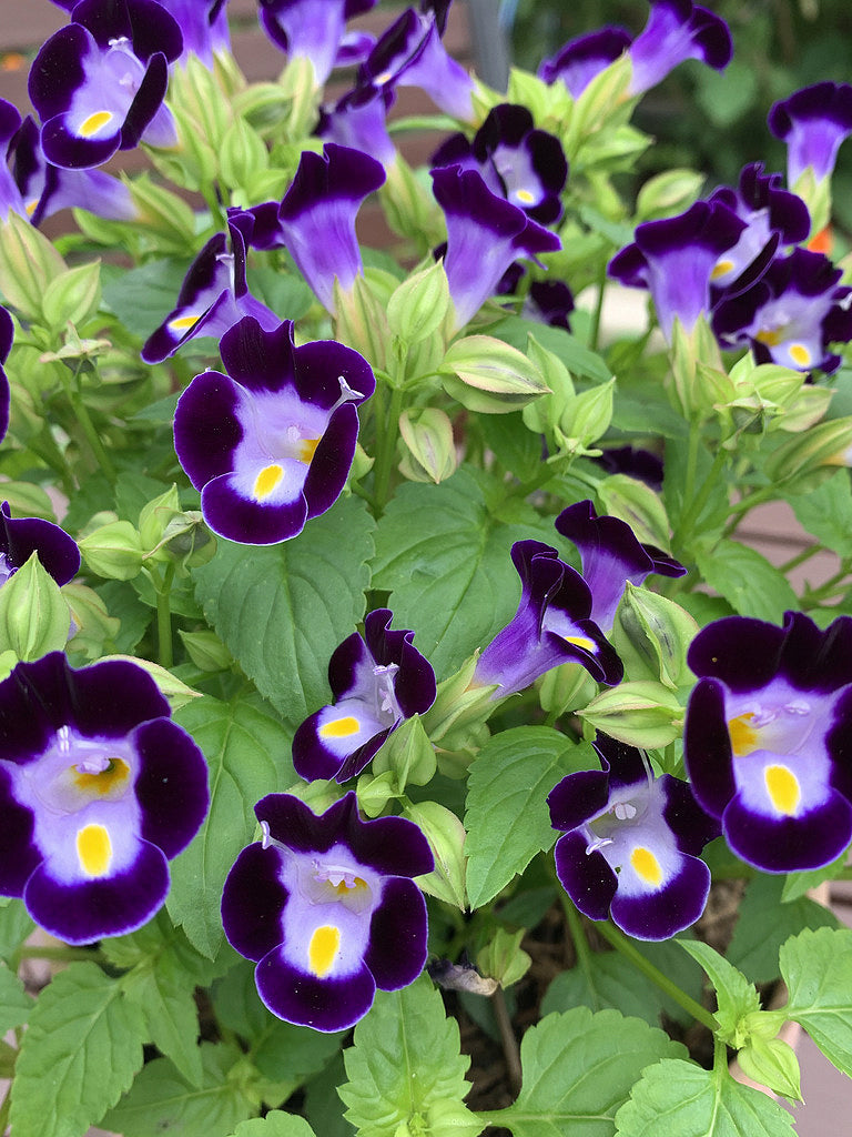 Purple Torenia Kauai Flower seeds for Planting - Hardy Variety, Heirloom & GMO Free Seeds for Home Garden