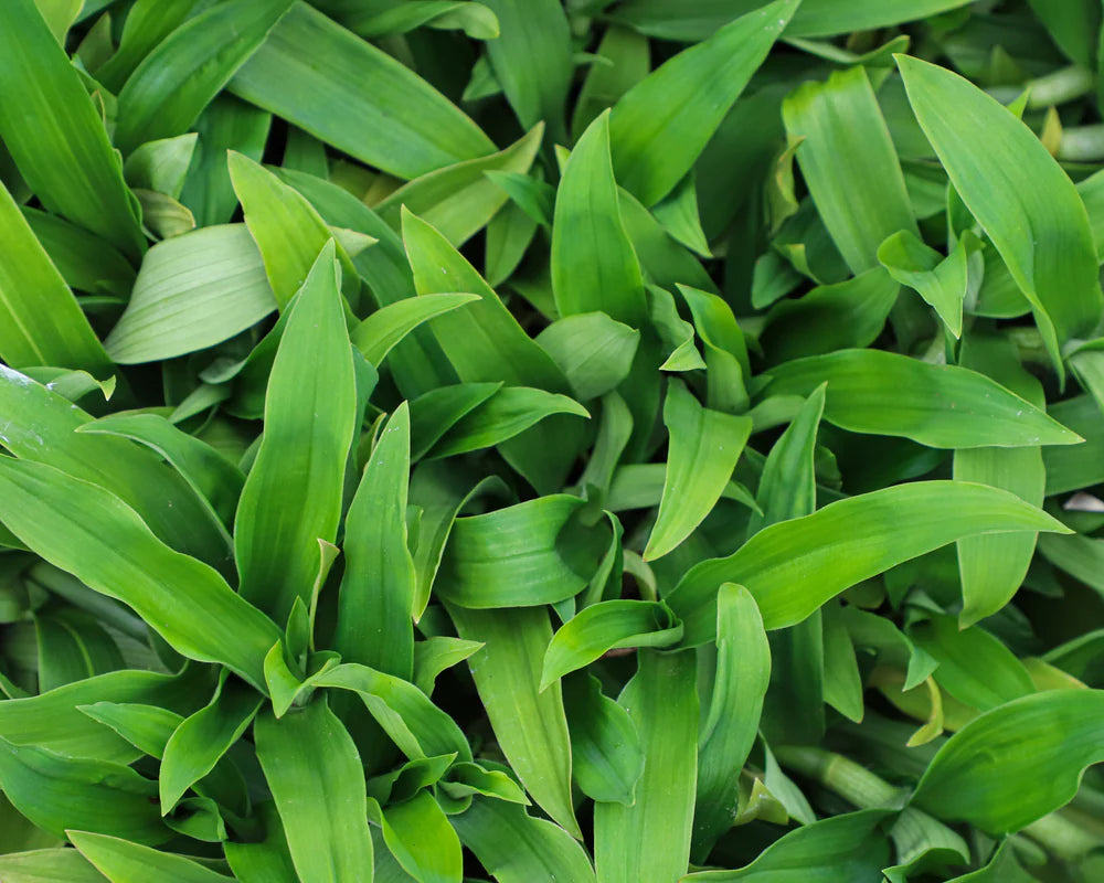 Beijing Plant Seeds: Essential Planting Supplies