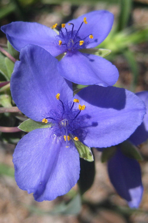 Blue Tradescantia Flower seeds for Planting - Long Bloom Season, Heirloom & GMO Free Seeds for Home Garden