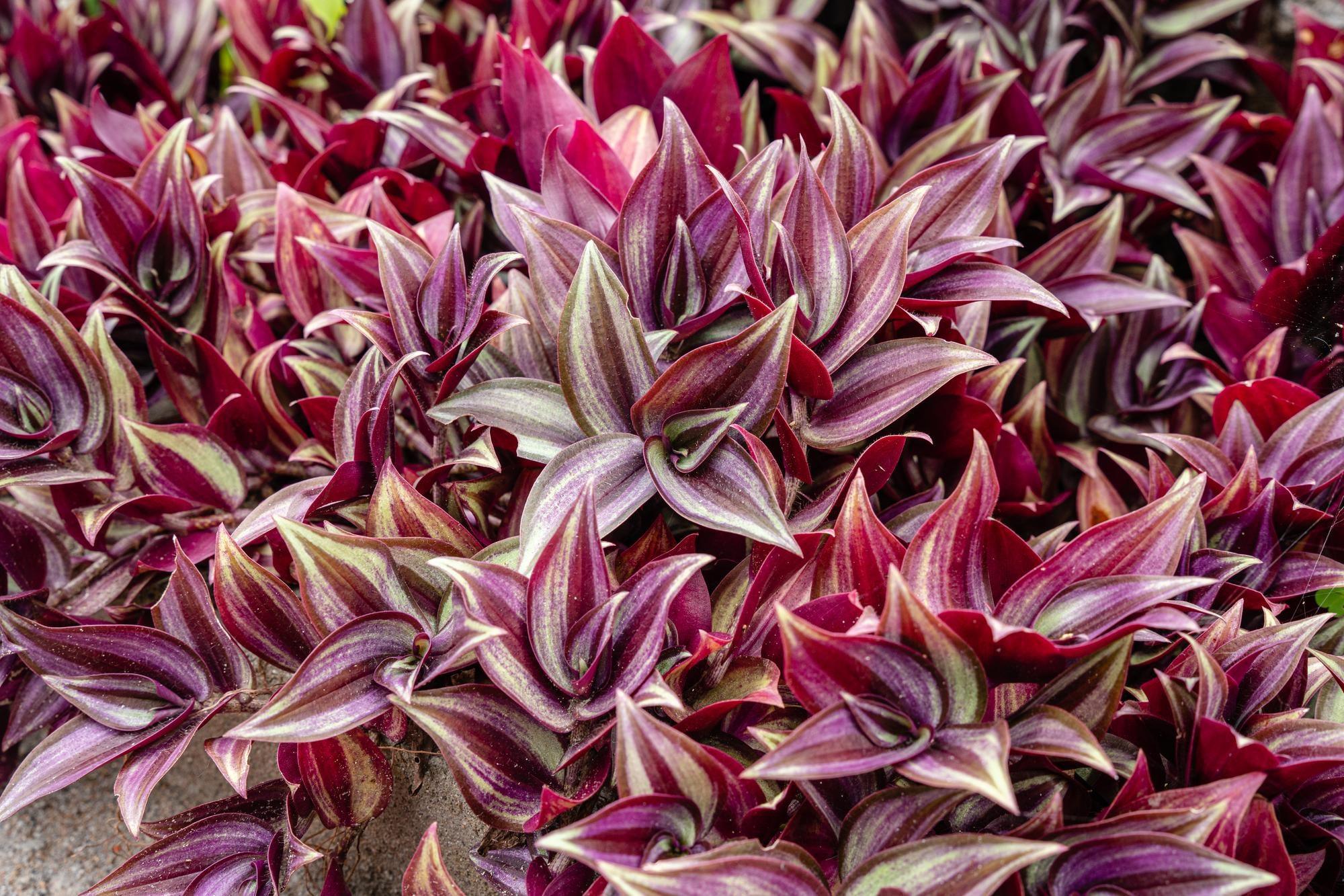 Tradescantia Plant Seeds for Stunning Indoor and Outdoor Gardening