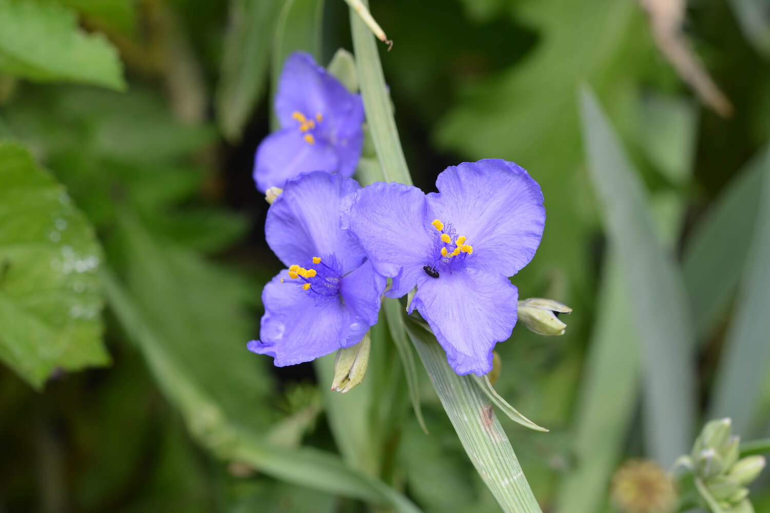 Blue Tradescantia Flower Seeds blooming in flower beds, containers, borders, and pollinator-friendly gardens