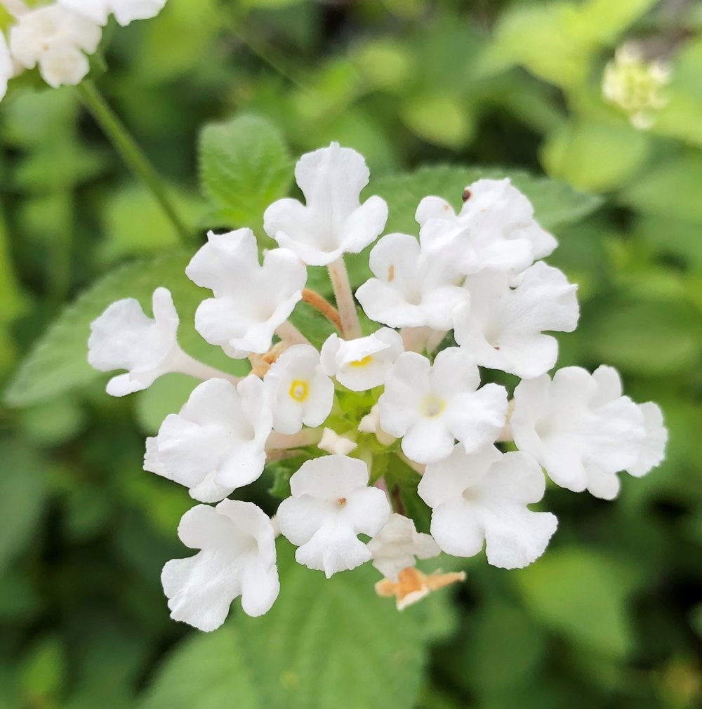 Lantana Flower seeds blooming in flower beds, containers, borders, and pollinator-friendly gardens