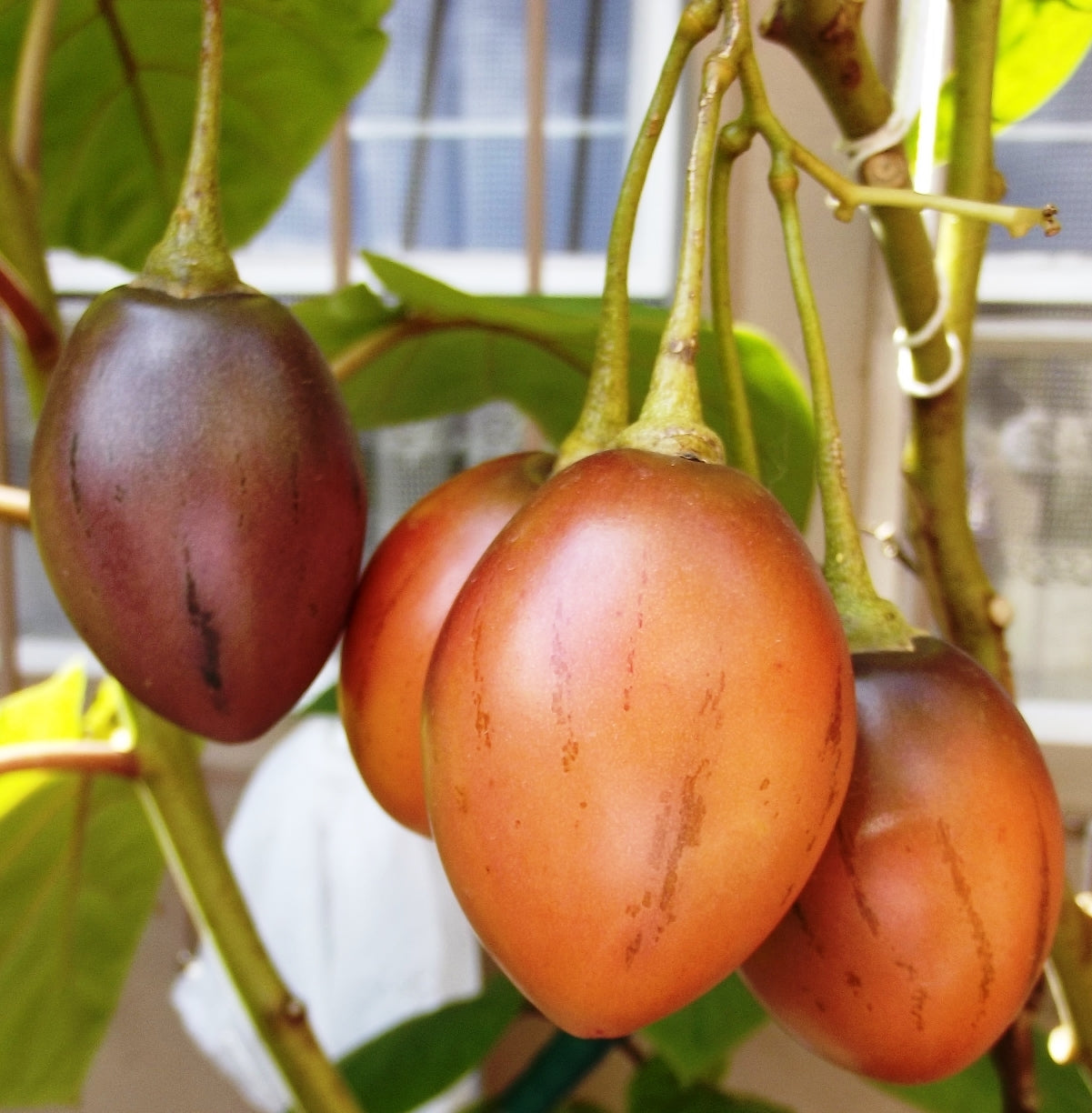 Red Tamarillo Fruit Seeds for Planting Grow Delicious Tamarillos
