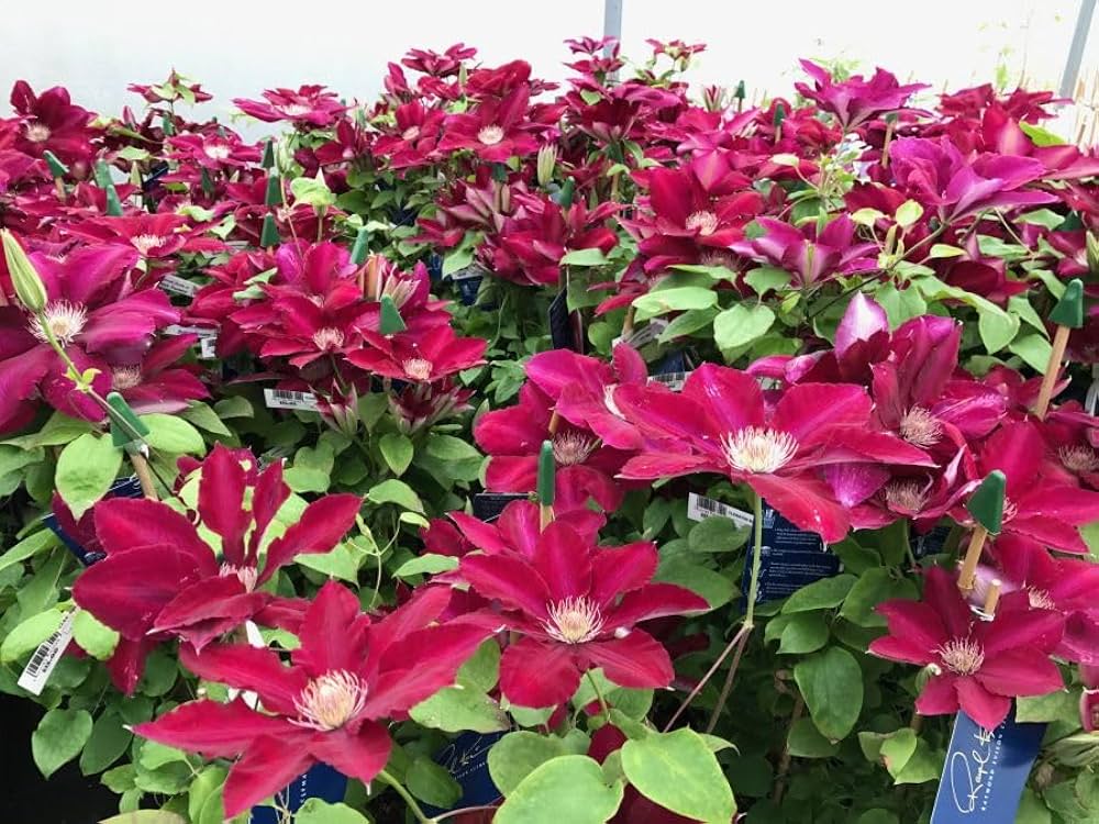 Burgundy Clematis Growing on Trellis