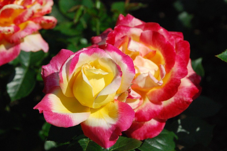 Tricolour Rose Standard Flower seeds for Planting - Colorful Display, Heirloom & GMO Free Seeds for Home Garden