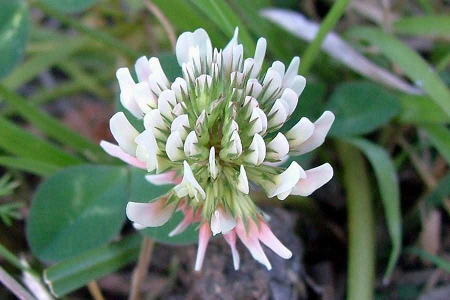 White Trifolium Repens Flower seeds for Planting - Seasonal Bloomer, Heirloom & GMO Free Seeds for Home Garden