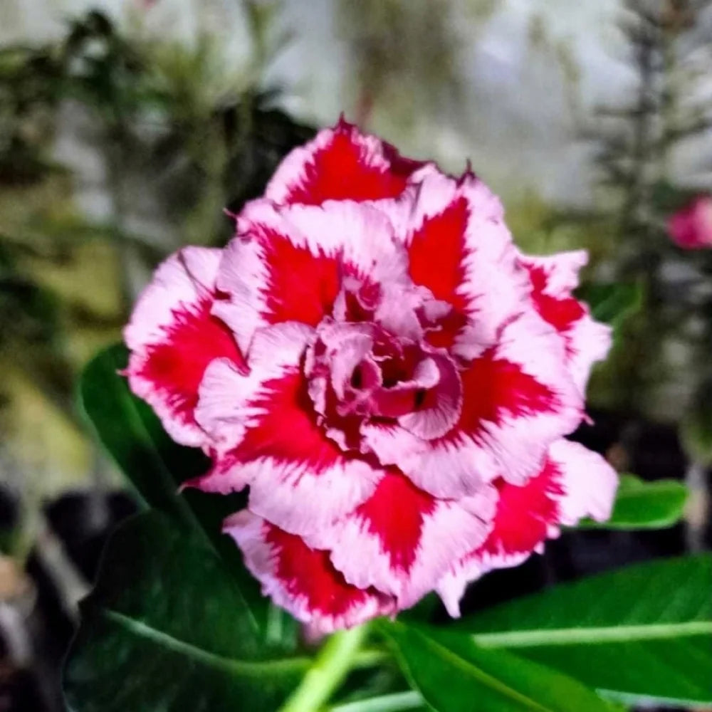 Adenium Flower seeds for Planting Easy to Grow Heirloom & GMO Free Seeds for Home Garden