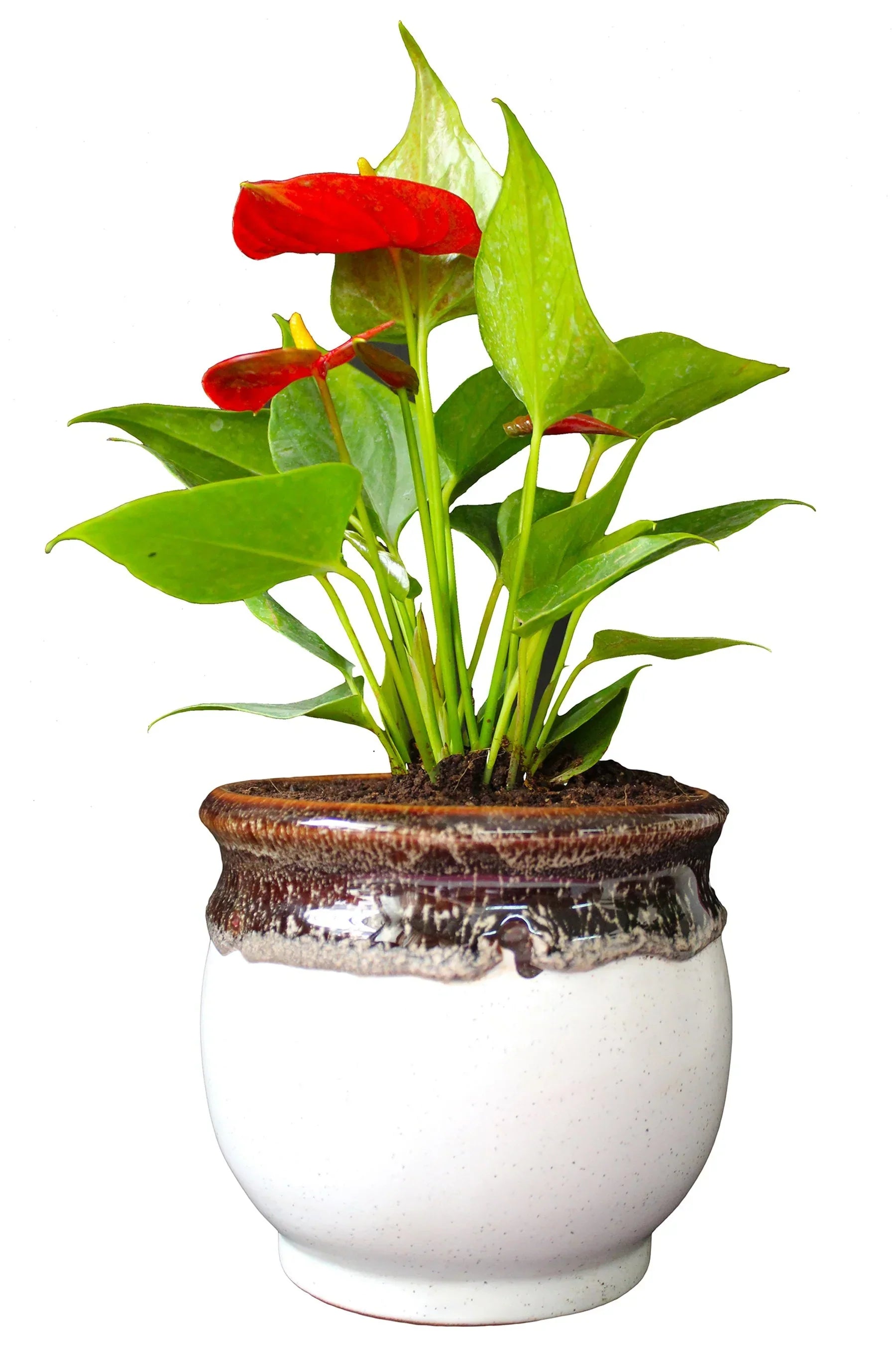Tropical Anthurium Flowers in Shaded Garden