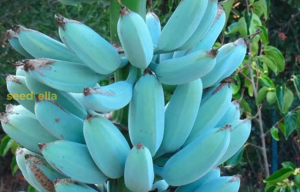 Tropical dark violet banana plants grown from seeds