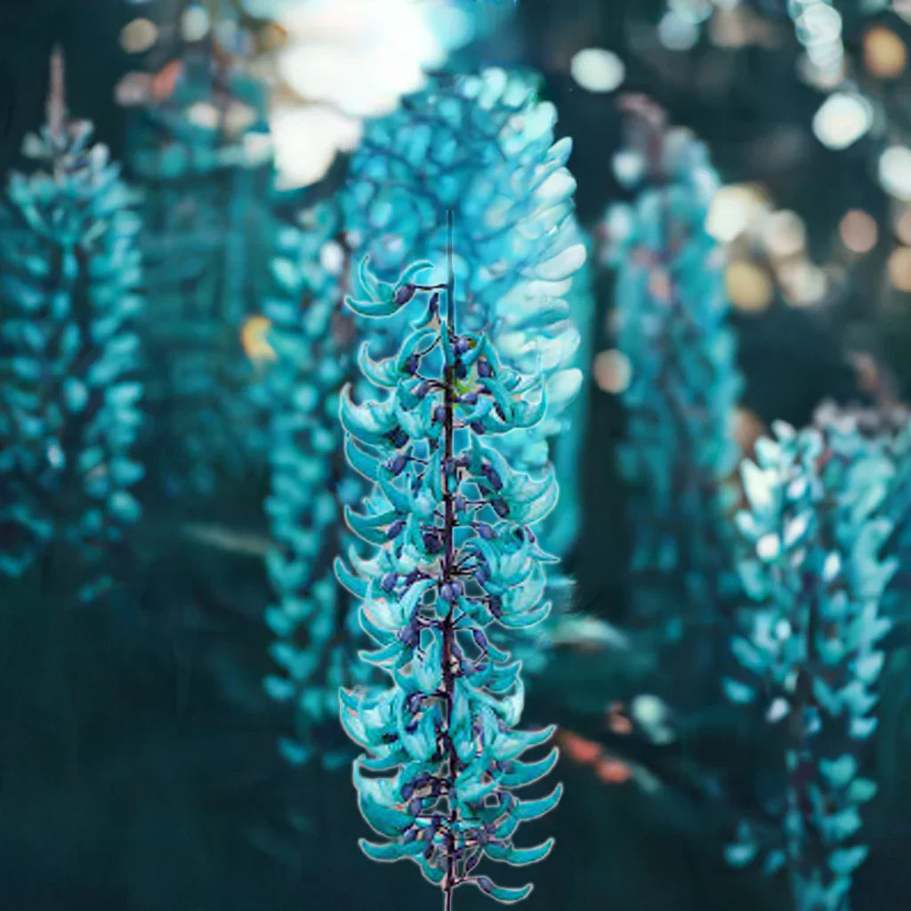Tropical Jade Vine Sky Blue Blooms on Trellis