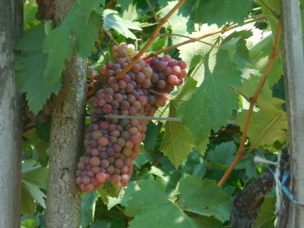 Tropical Ruby Roman Grape Seeds Easy Growing Vines
