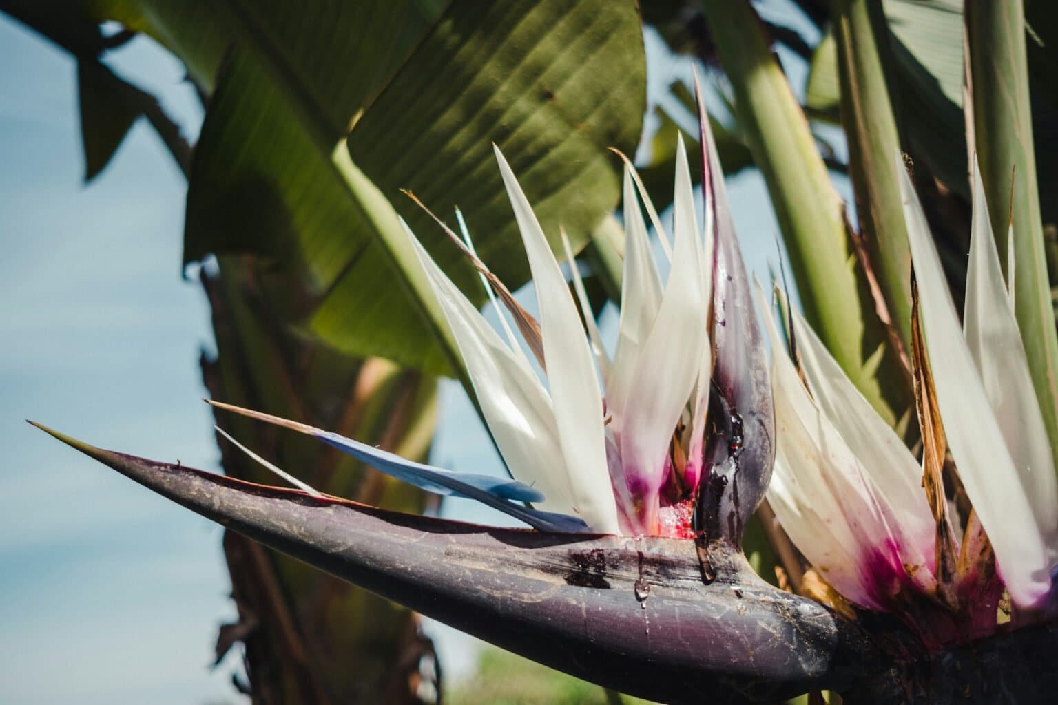 Tropical Strelitzia Flowers Cream Violet