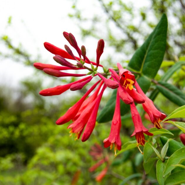 Lonicera Sempervirens Flower seeds for Planting - Vibrant Colors, Heirloom & GMO Free Seeds for Home Garden