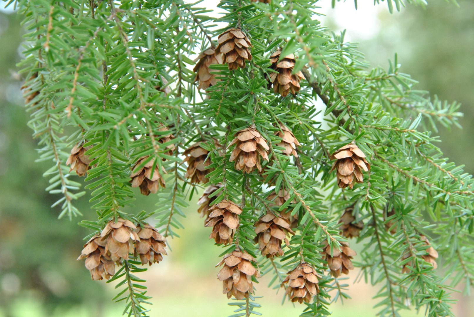 Planting Brown Tsuga Heterophylla Tree Seeds