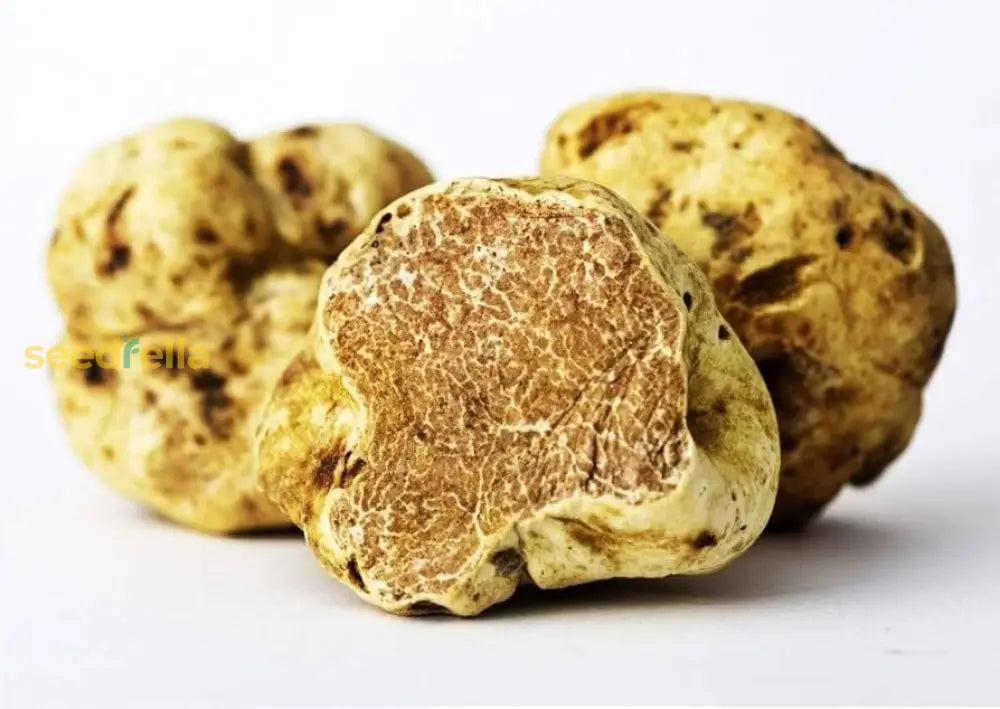 Tuber Magnatum Planting Seeds Premium Vegetable For Home Garden Seeds