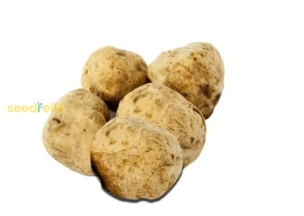 Tuber Magnatum Planting Seeds Premium Vegetable For Home Garden Seeds