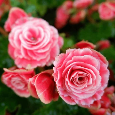 Light Pink Double Petal English Rose Seeds for Planting Easy to Grow Heirloom & GMO Free Seeds for Home Garden
Sale