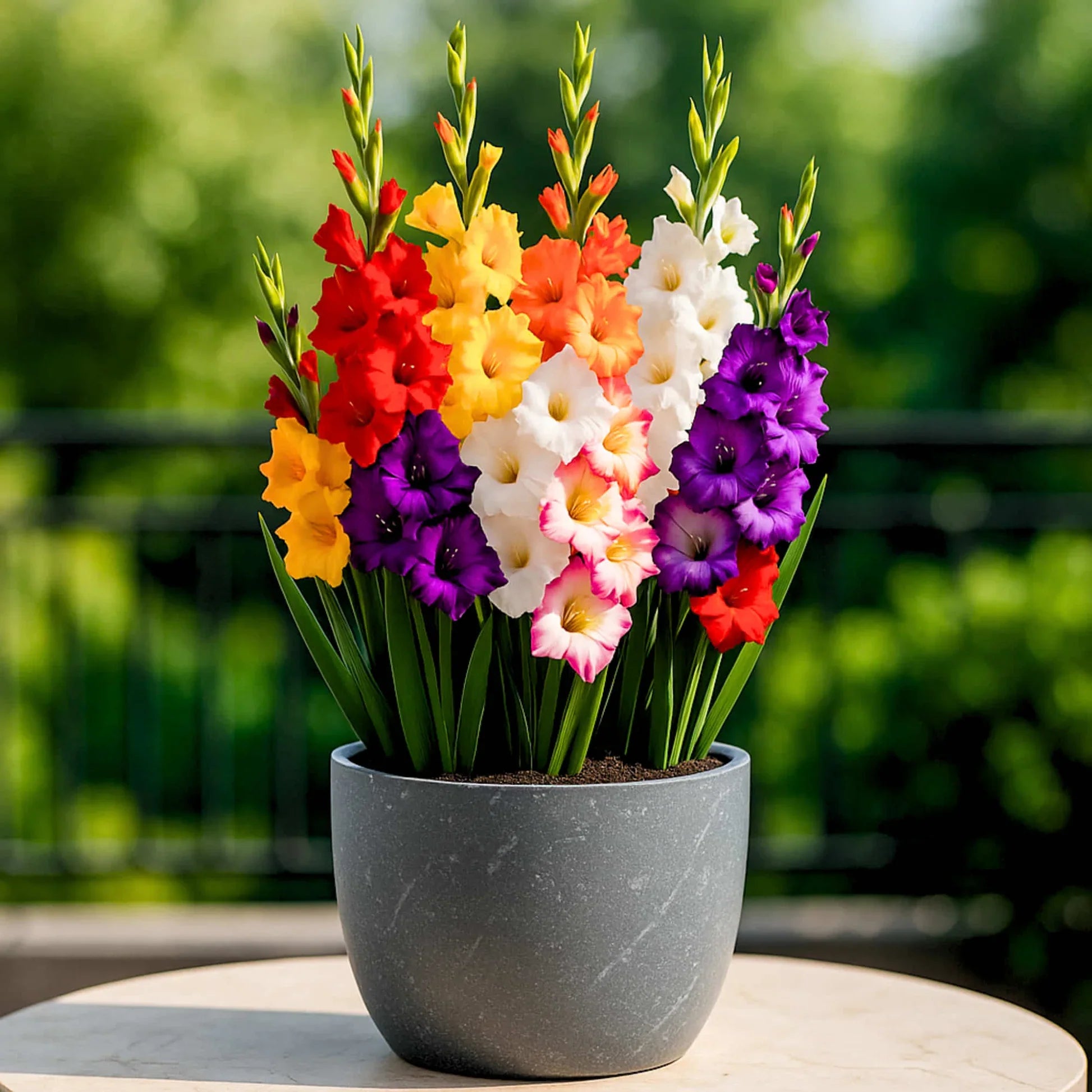 Lavender Tulip flowers in pot