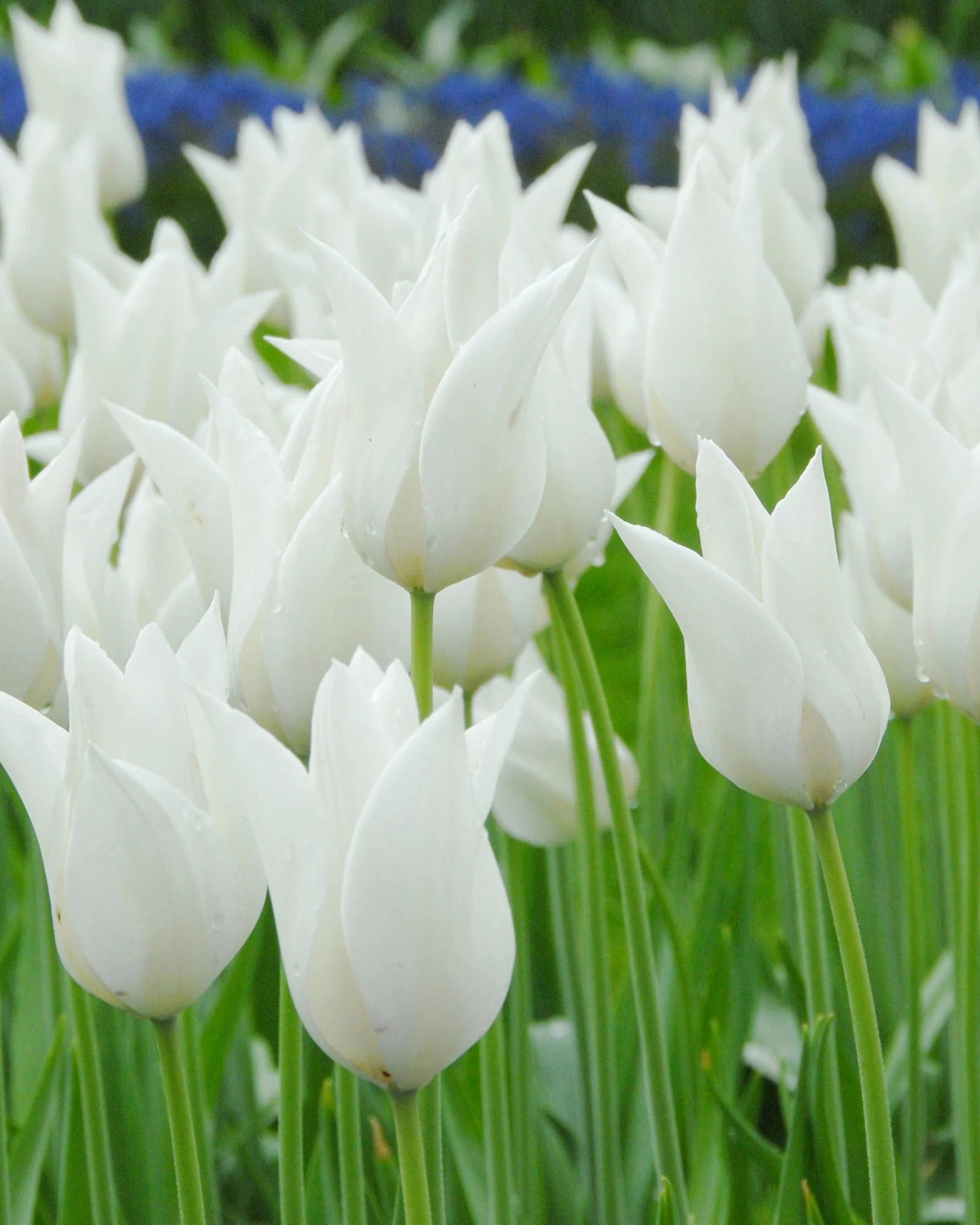Tulip Flower seeds for Planting - Garden Favorite, Heirloom & GMO Free Seeds for Home Garden