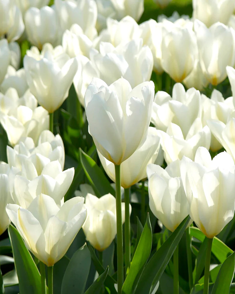 Tulip Flower White Collection Planting Seeds Perfect for Elegant and Serene Garden Blooms
