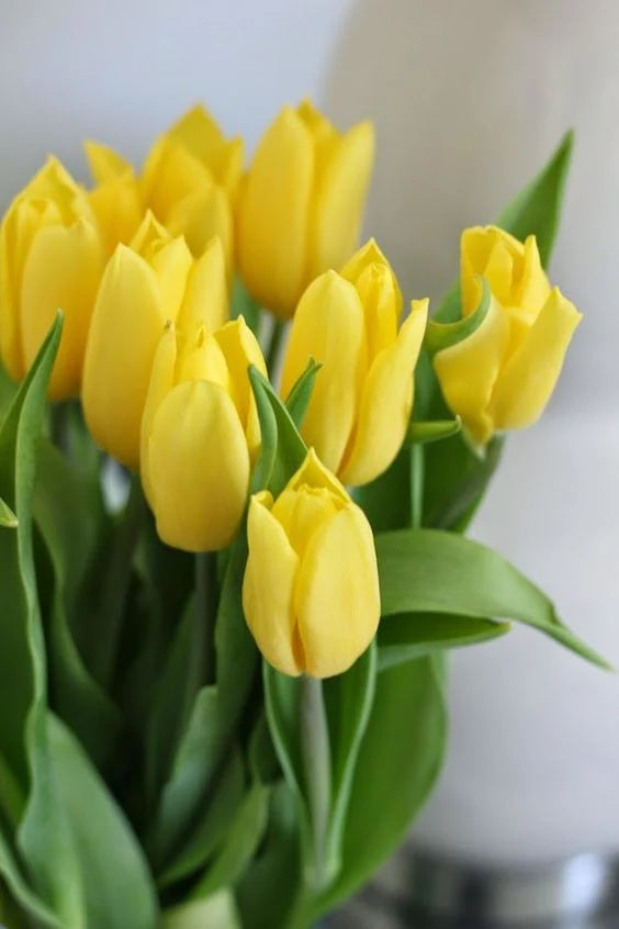 Yellow Green Tulip Flower seeds for Planting - Cottage Garden Essential, Heirloom & GMO Free Seeds for Home Garden