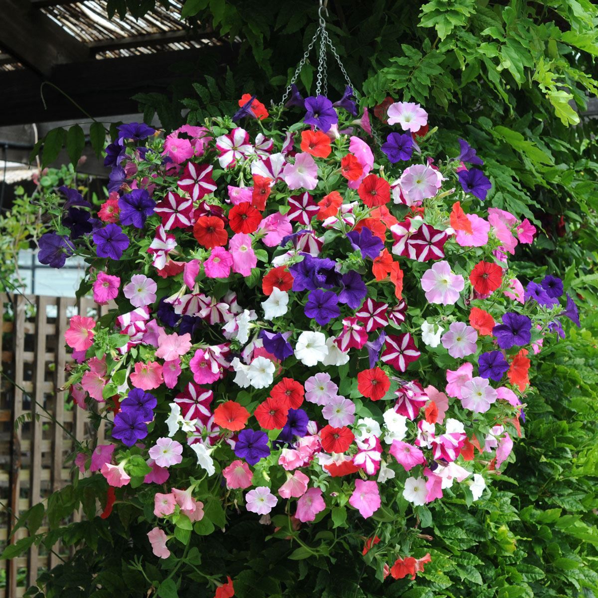 Bedding Flower seeds for Planting - Low Maintenance, Heirloom & GMO Free Seeds for Home Garden