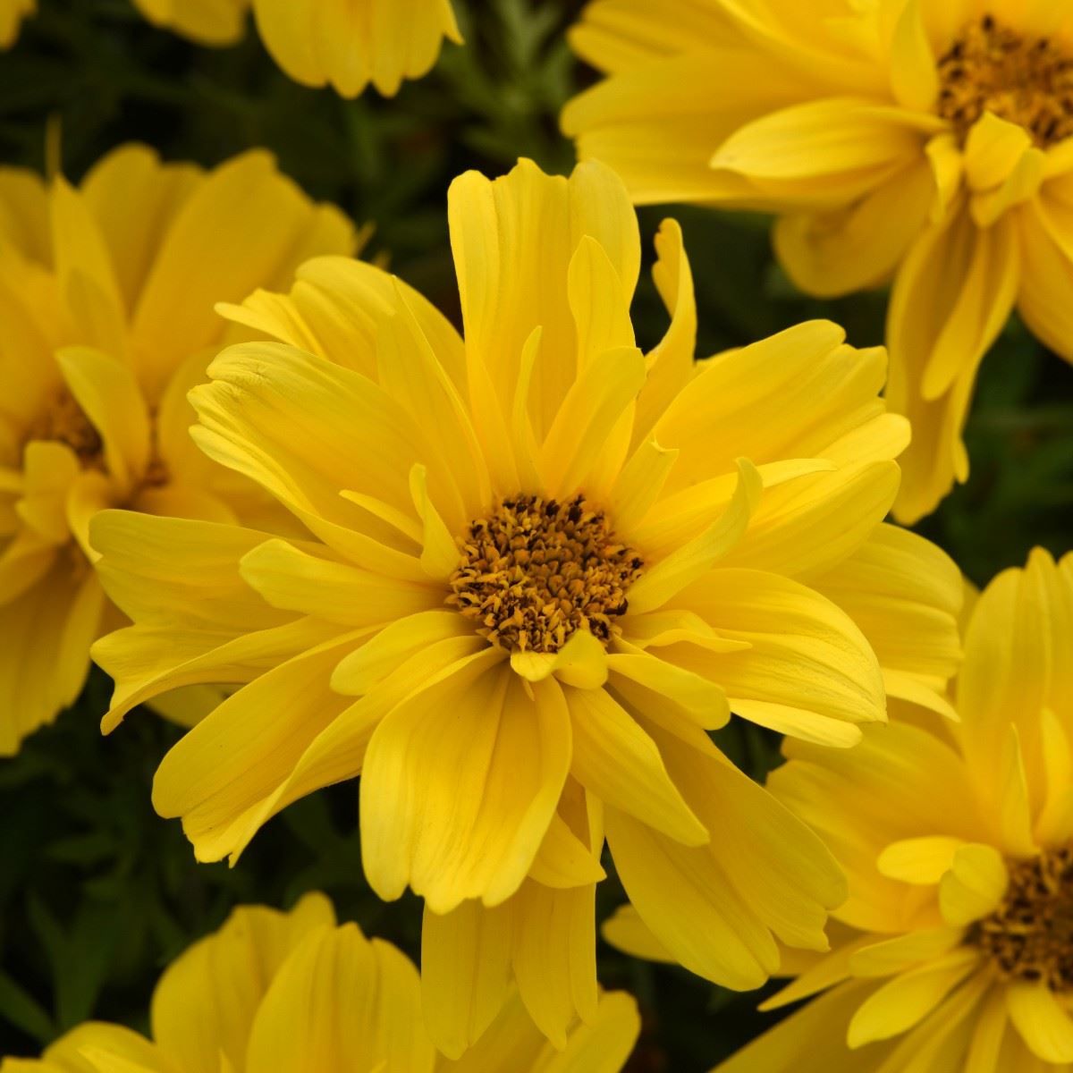 Bidens Flower seeds for Planting Low Maintenance Heirloom & GMO Free Seeds for Home Garden