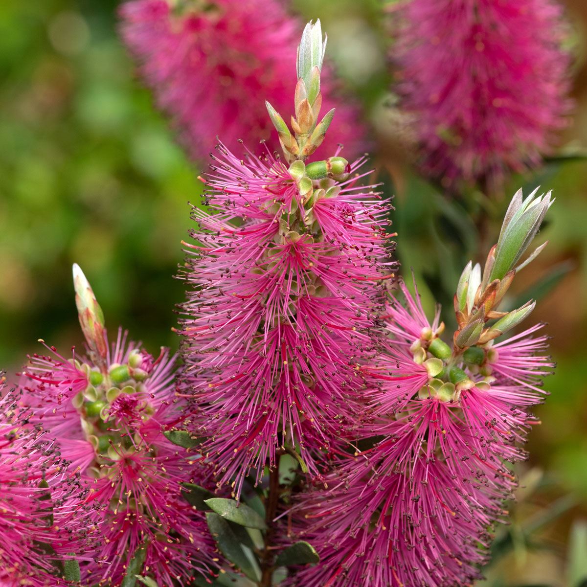 Pink Brush Callistemon Flower seeds blooming in flower beds, containers, borders, and pollinator-friendly gardens