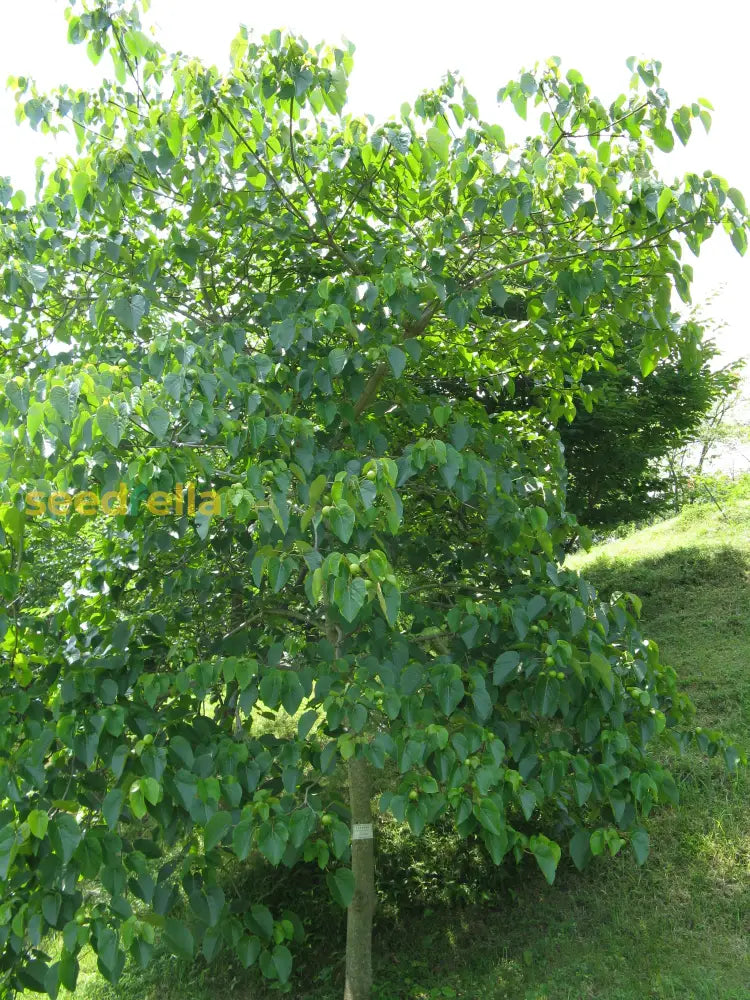 Tung Tree Planting Seeds: Premium Quality Seeds For Cultivating Ornamental Beauty And Sustainable