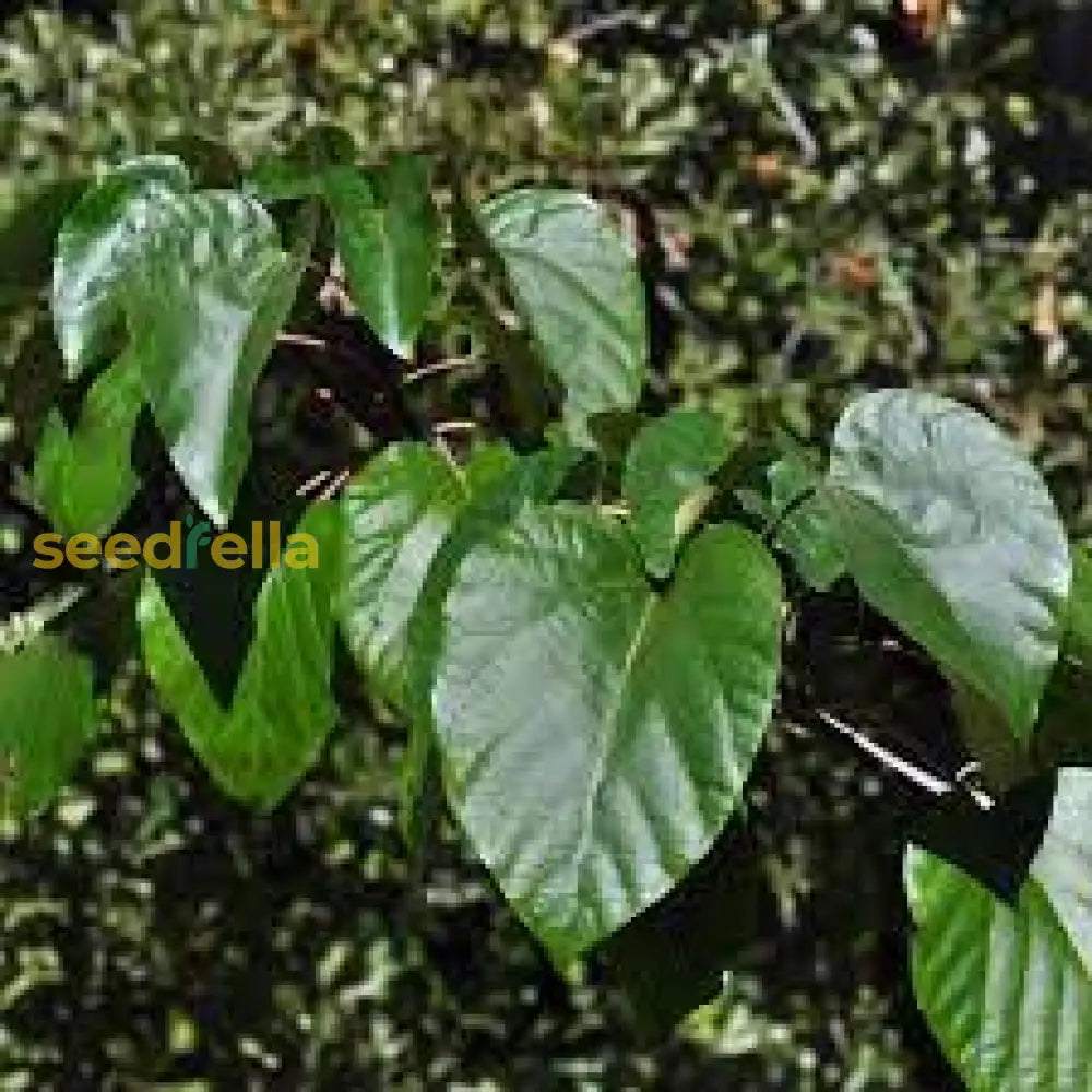 Tung Tree Planting Seeds: Premium Quality Seeds For Cultivating Ornamental Beauty And Sustainable