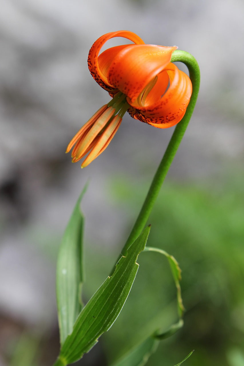 Lilium Martagon Flower seeds for Planting - Fragrant Blossoms, Heirloom & GMO Free Seeds for Home Garden