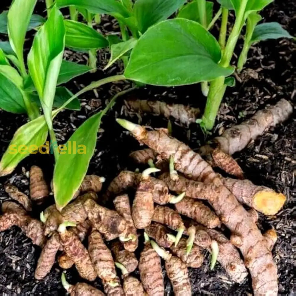 Turmeric Plant Seeds Planting
