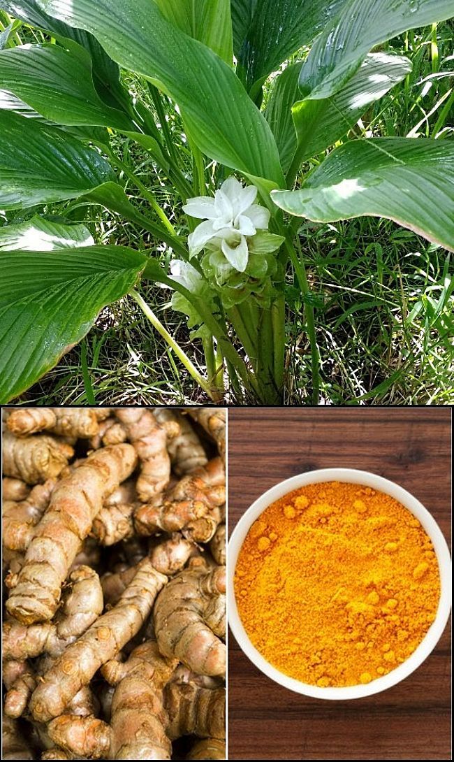 Turmeric Flower Seeds for Tropical Gardens