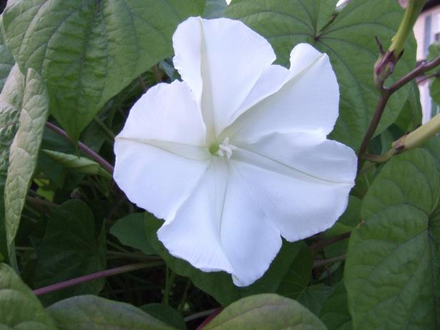 Twinkle Star Nighttime Flower Seeds for Planting