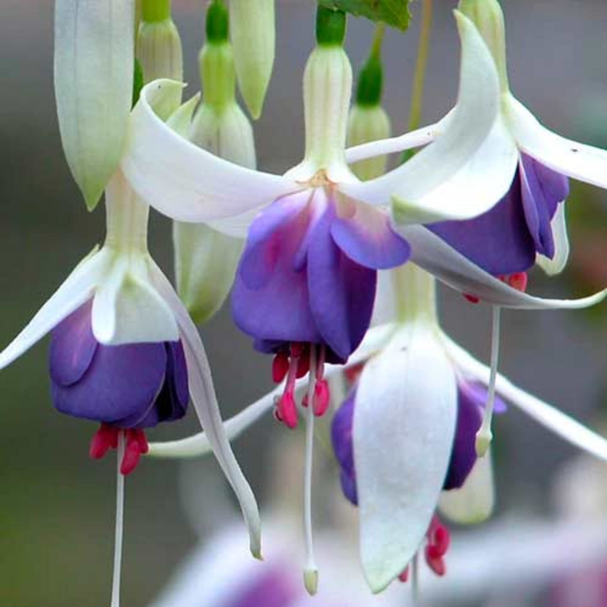 Two-Tone Fuchsia Garden Seeds for Vibrant Blooms