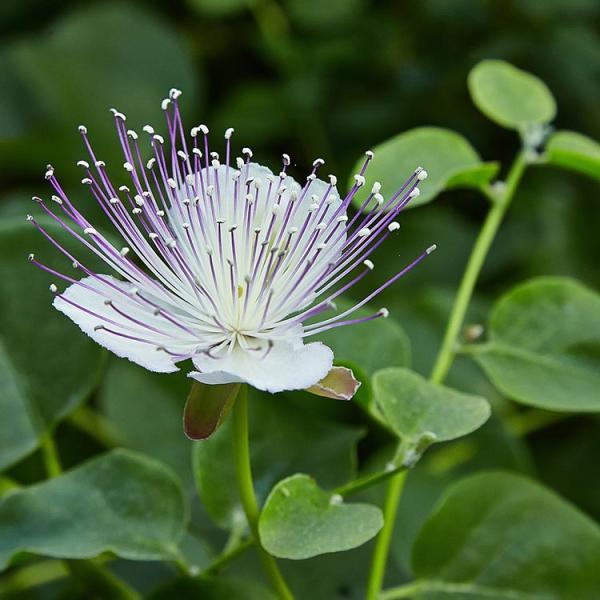 White Caper Bush Flower seeds for Planting - Shade Tolerant, Heirloom & GMO Free Seeds for Home Garden