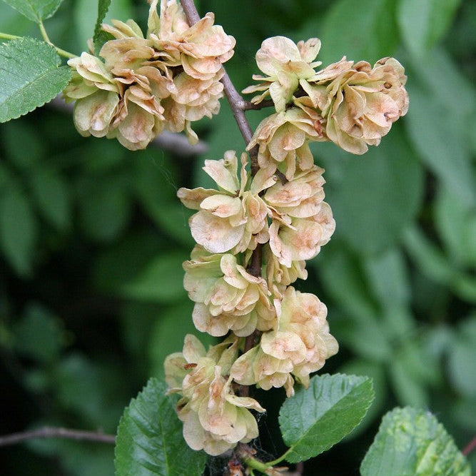 Dark Green Elm Flower seeds for Planting - Colorful Display, Heirloom & GMO Free Seeds for Home Garden