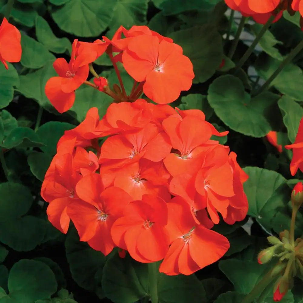 Orange Mix Geranium Pelargonium Flower Seeds for Planting Cottage Garden Essential Heirloom & GMO Free Seeds for Home Ga