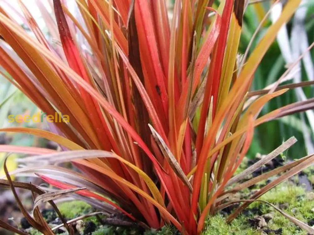 Uncinia Firedance Ornamental Grass Plant: Vibrant Red Foliage For Stunning Garden Displays Seeds