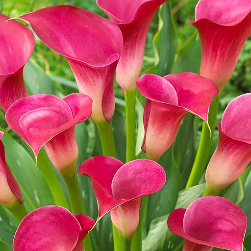 Dark Pink Calla Flower Seeds for Planting Premium Quality Heirloom & GMO Free Seeds for Home Garden
Sale
