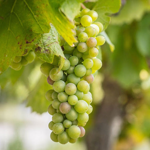 Vitis Labrusca Niagara Grape Seeds