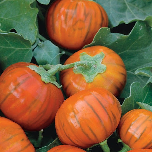 Orange Eggplant Sweet Fruit Seeds for Planting