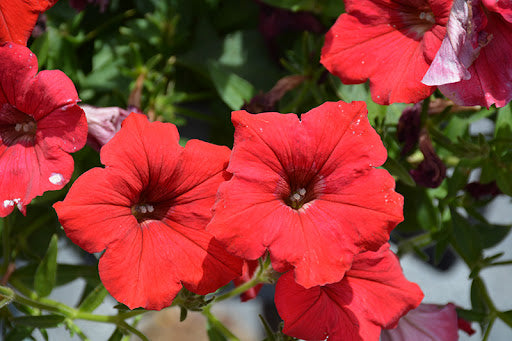 Red Petunia Flower seeds for Planting - Long Bloom Season, Heirloom & GMO Free Seeds for Home Garden