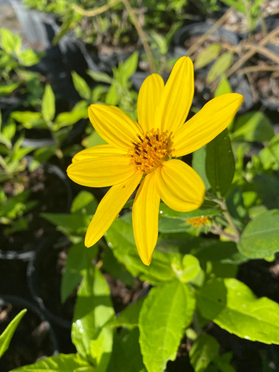 Topinambur Flower seeds for Planting - Long Bloom Season, Heirloom & GMO Free Seeds for Home Garden