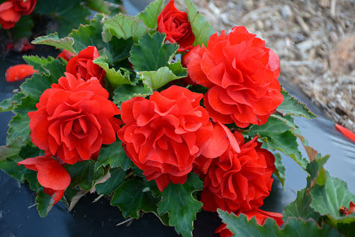 Camellia Orange Flower seeds for Planting - Vibrant Colors, Heirloom & GMO Free Seeds for Home Garden