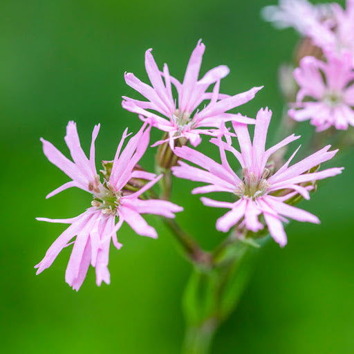 Heirloom Lychnis FlosCuculi Flower seeds blooming in flower beds, containers, borders, and pollinator-friendly gardens